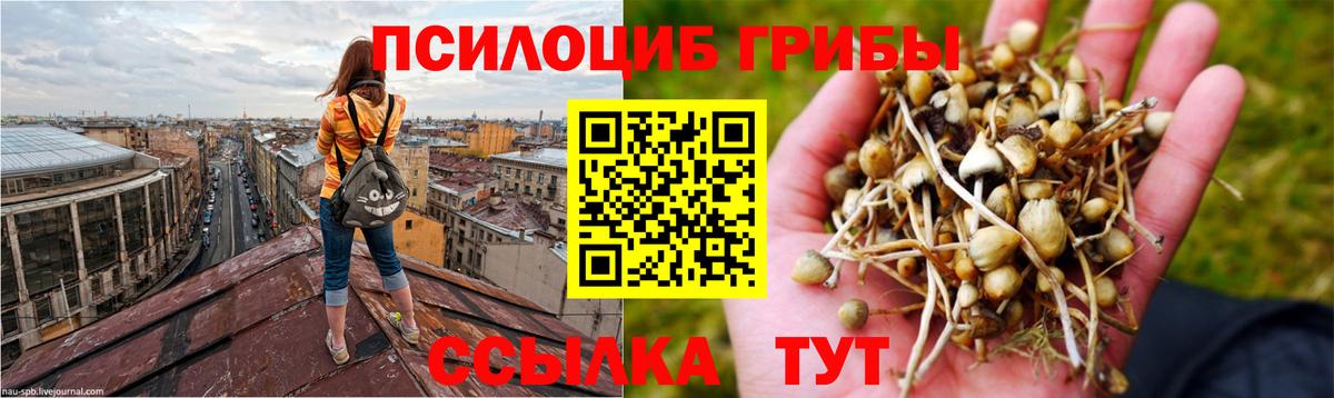 Галлюциногенные грибы Psilocybe Усть-Илимск